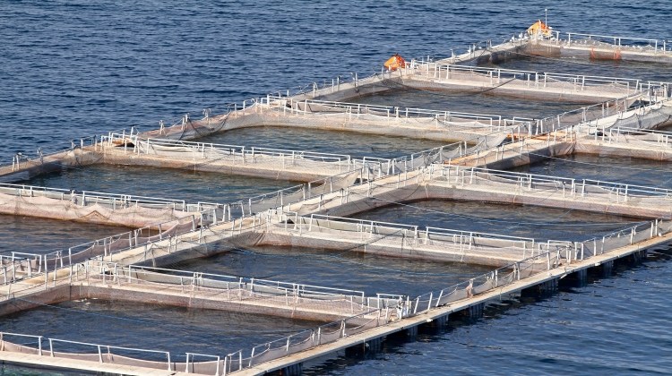 水產(chǎn)養(yǎng)殖(淡水)水質(zhì)監(jiān)測解決方案